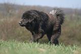 DOGUE DU TIBET 560